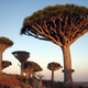 Image for article titled Where on Earth do these extraterrestrial toadstool trees grow?